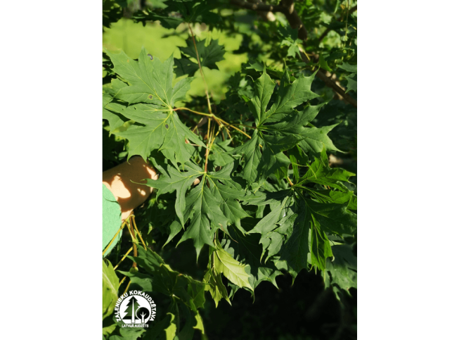 Acer platanoides   'Palmatifidum'